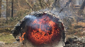 Tree burned by Glacier's Howe Ridge fire