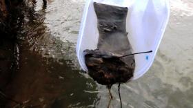 Coal ash separates from sediment scooped from the bed of the Dan River days after the spill in 2014. 