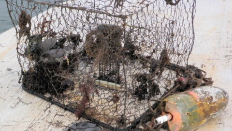 Crab Trap