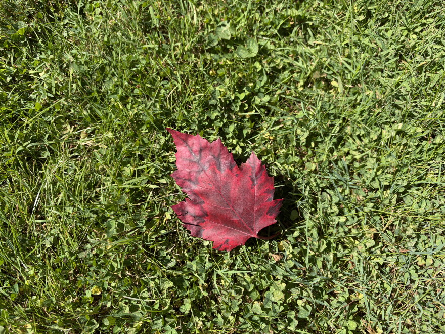 Anthocyanins pigments produce reds and purples in leaves.