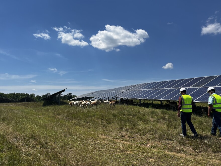 The American Lamb Board hosted a solar grazing workshop in North Carolina.