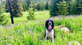 Jacob Nye's pup