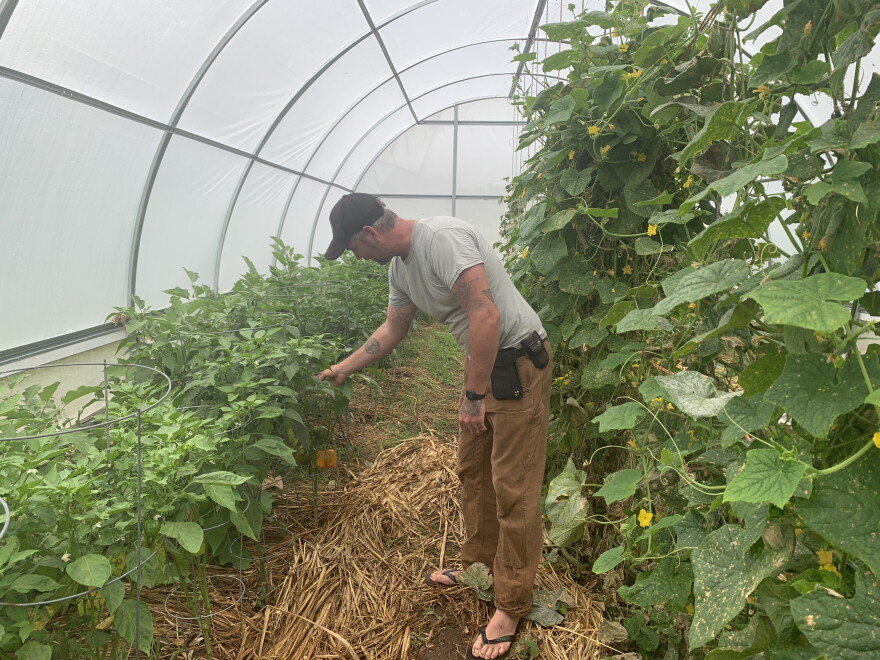 Matt Drayer of Ancient Valley Growers looks at bell peppers in his greenhouse on his farm in Wood Valley on Hawaiʻi Island.