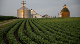 Soybean plants grow in a field near Tiskilwa, Ill.