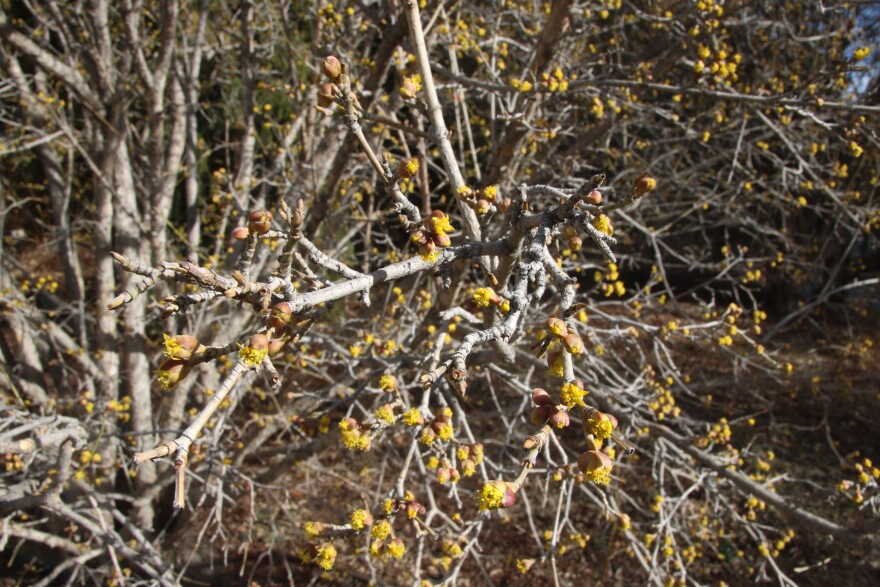 Tiny yellow flowers blossom on tree branches.