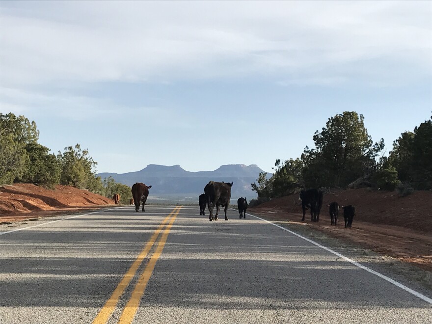 Cattle roam on federal public land beneath the Bears Ears buttes in Utah. When he arrives in rural Utah this weekend, Interior Secretary Ryan Zinke is expected to get an earful about the controversial designation of the Bears Ears National Monument.