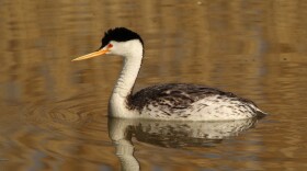 A duck-shaped bird in the water with a long beak and a red eye.