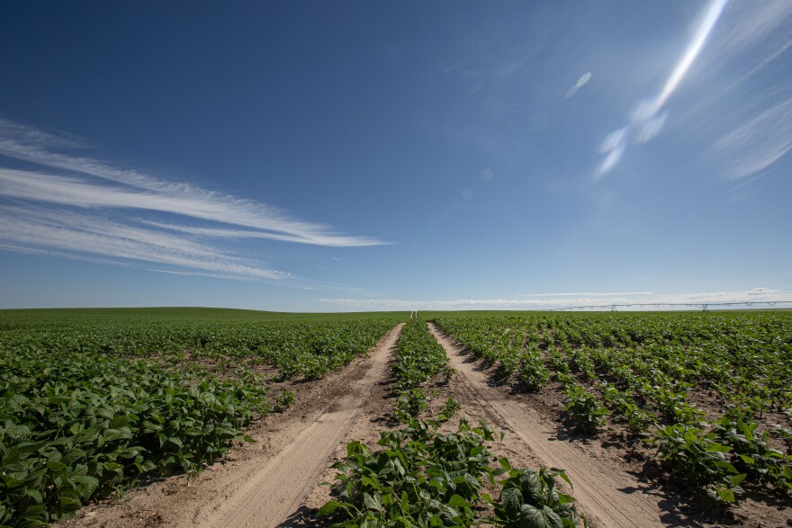 A field sits under a blue sky with white cloud streaks is filled with short green plants. Running through the middle of the field are two tire tracks with green plants in the middle.