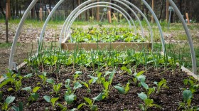 raised garden bed with young squash and onions under hooped trellises