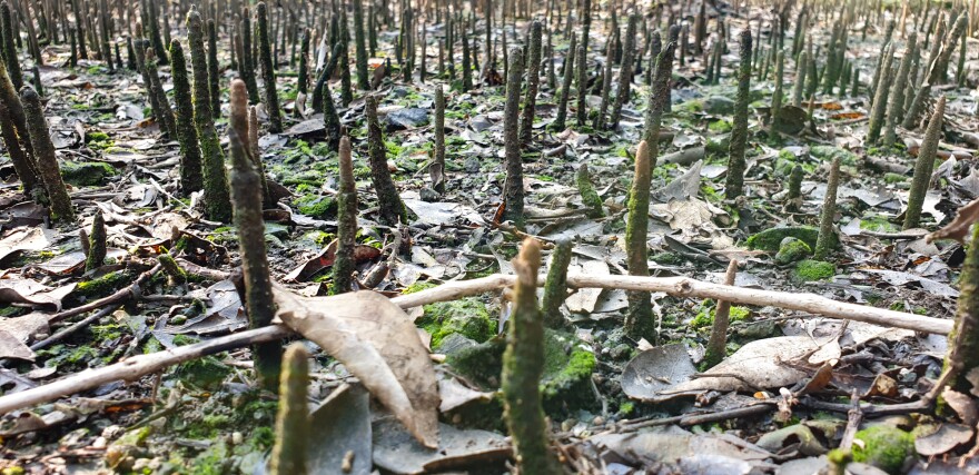 The roots of mangroves, poking through swamp mud, serve as breeding areas for fish.