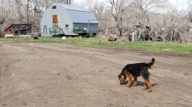 Airedale Terrier puppy Hilda wanders across Gene Swanson's driveway. Swanson relies on Airedales to help prevent conflicts with grizzly bears at his ranch near Augusta, MT.