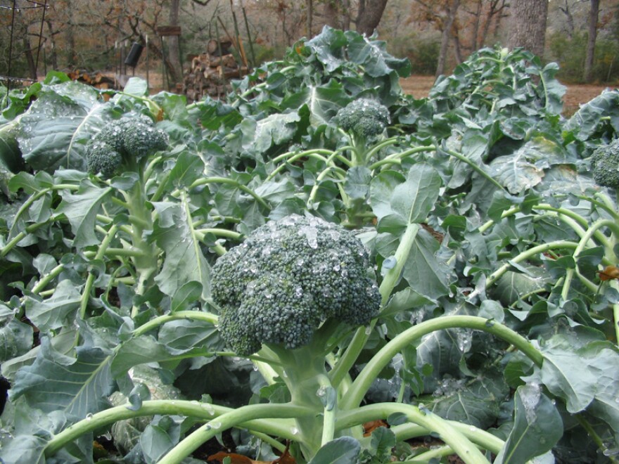 broccoli_-_agrilife.jpg