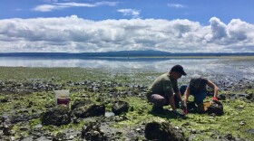 Neuroscientists Joe Sisneros and Allison Coffin search for midshipman fish, also known as 'singing fish,' underneath large rocks on the rocky shores of Hood Canal. CREDIT: CASSANDRA PROFITA