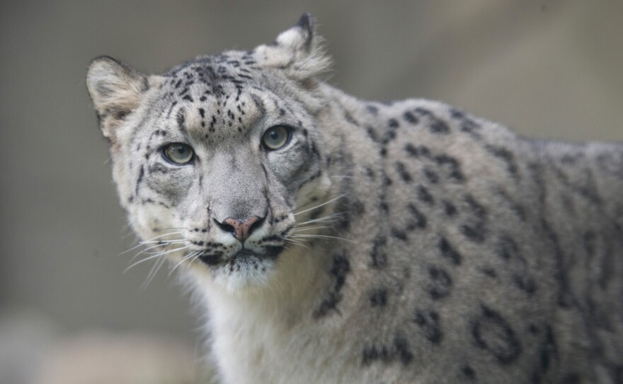 A female snow leopard at the Brookfield Zoo in Chicago. Populations in the wild are declining and the species is classified as vulnerable by the International Union for Conservation of Nature.