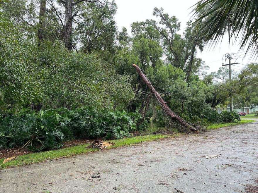 Fallen trees on power lines in Melbourne, FL. Photo: Ryan Ellison