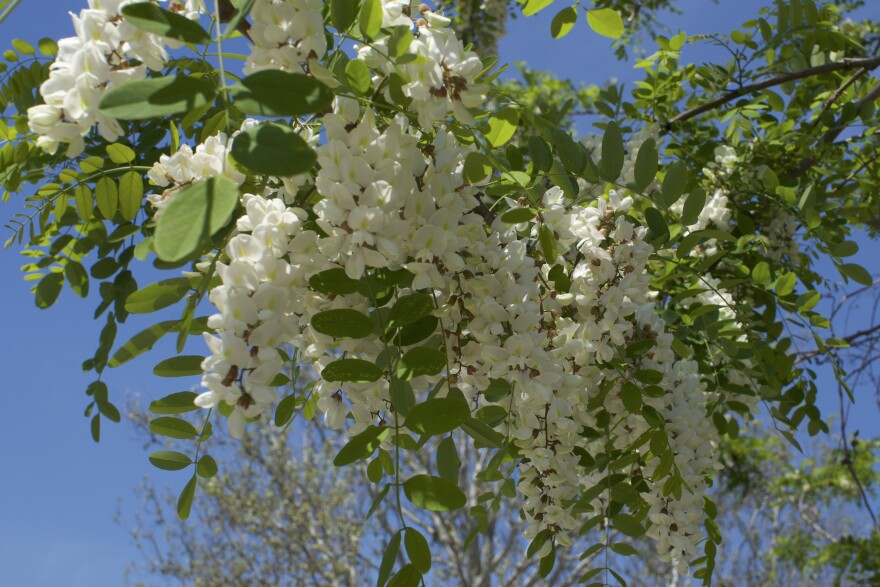 Black Locust blossom 3