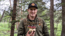 Orion Aon, founder of Forage Colorado, holds a Rocky Mountain king bolete, <i>Boletus rubriceps</i>, one of the most sought-after edible summer mushrooms in Colorado. Aon started Forage Colorado in 2015 to help educate budding foragers.