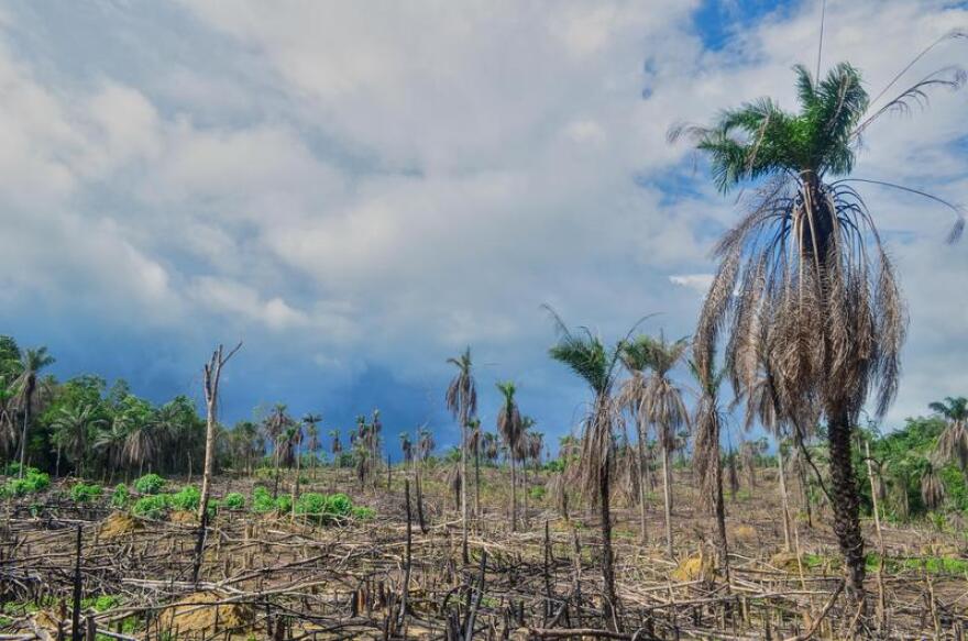 Deforestation in Sierra Leone, 2013.