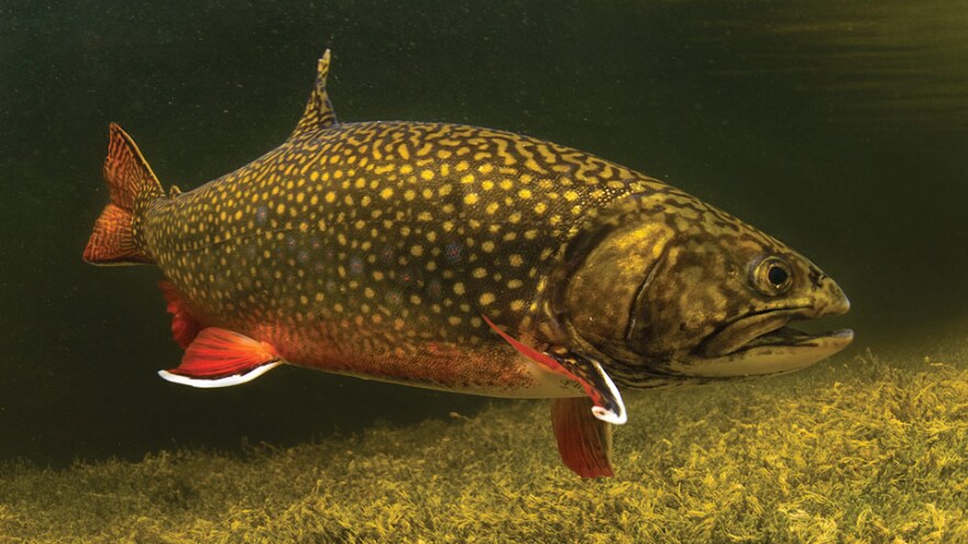 Adult brook trout in water, facing right.