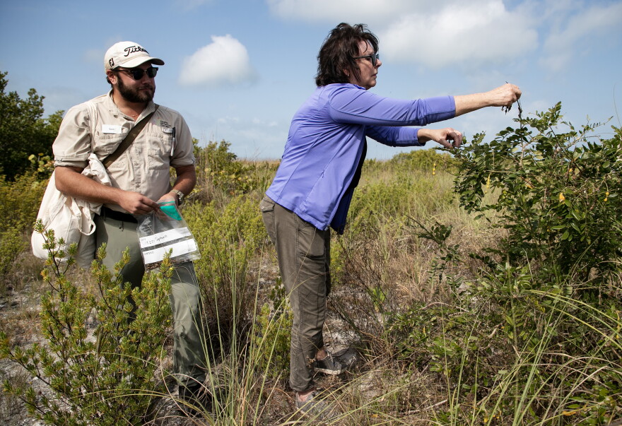 Eileen Connolly-Keesler, the President and CEO of the Collier Community Foundation, collects seed pods on Keewaydin Island on Wednesday, March 27, 2024. The pods are from one of the coastal plants that the Naples Botanical Garden is hoping to grow and use to restore dune vegetation on other Collier County beaches. The community foundation is funding the project. 