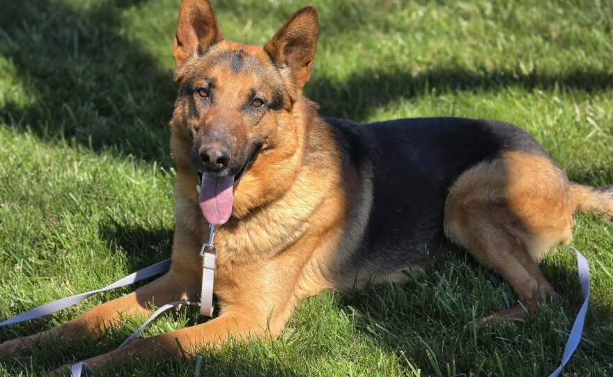 A German shepherd is sitting in a grass field with his tongue hanging out. 