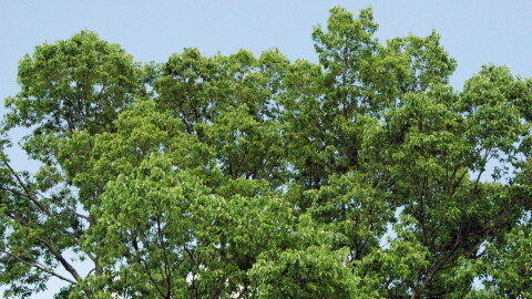 Hackberry Tree