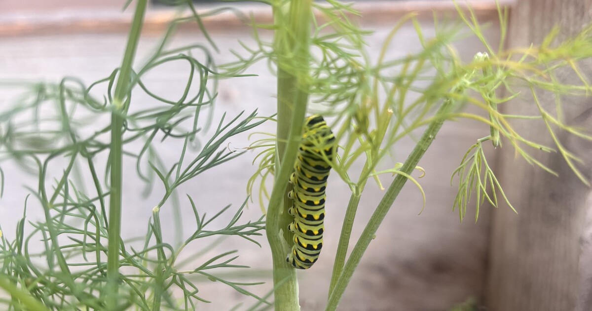 How to identify, observe and support backyard caterpillars