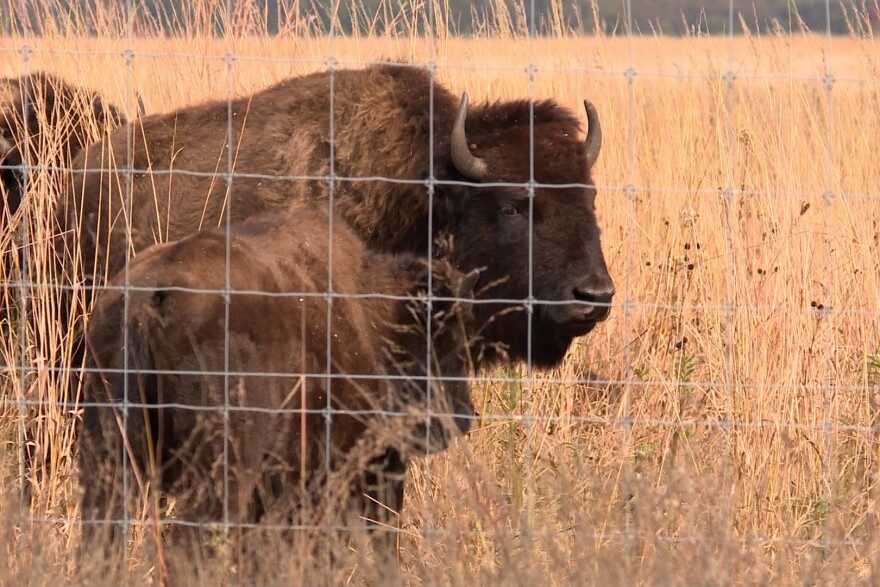 Preserve Coordinator Alyssa Nyberg said she brings in bison from South Dakota.
