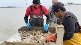 Mary Hill and colleagues sift through oysters harvested from Hill’s seventh-generation oyster grounds in Chuckatuck Creek in Suffolk. (Photo by Katherine Hafner)