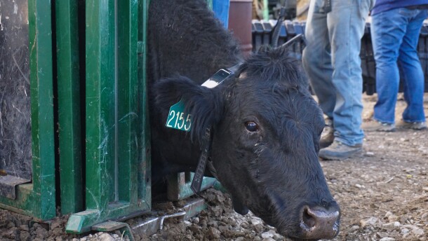 A black cow’s head is locked in between gates with a black screen on a collar around its neck.