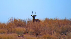 A gemsbok with long, straight horns faces the camera while standing partially hidden among dry grasses and shrubs in a desert landscape beneath a blue sky.