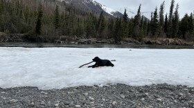 A black dog chewing a stick while sitting on snow near a river.