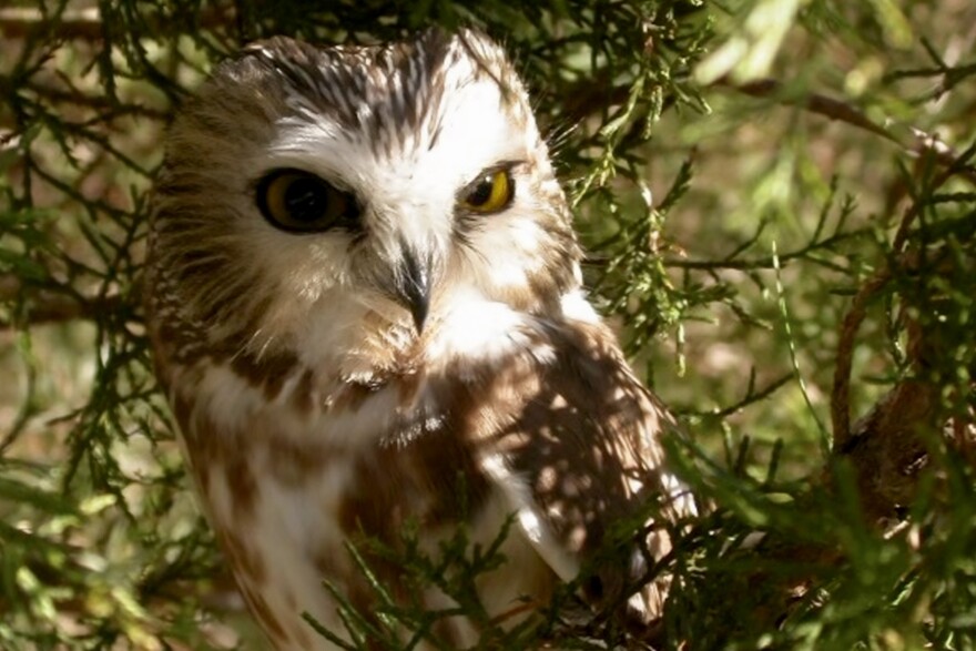 A Northern-saw-whet-owl sits on a branch