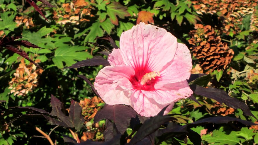 'Kopper King' Hibiscus