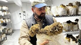 Devon Gilroy, founder of Tivoli Mushrooms, with a bouquet of maitakes. 