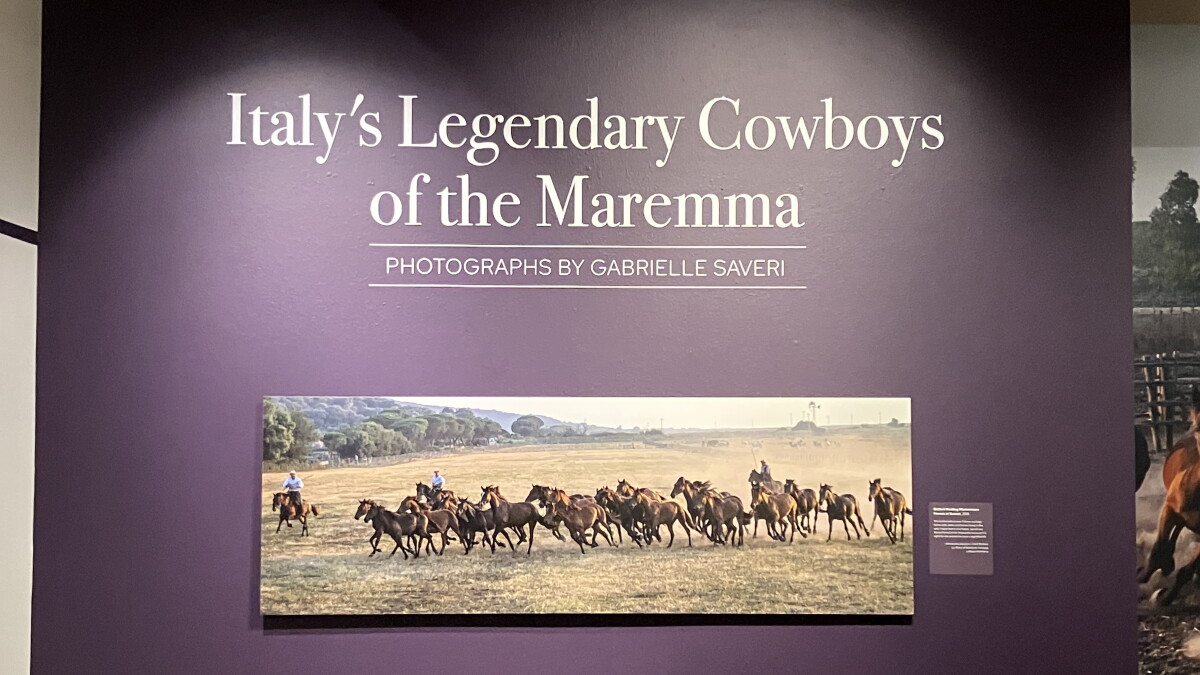 The Cowboys of the Wild West in… Italy? A new exhibit focuses on the Butteri - Vimarsana News