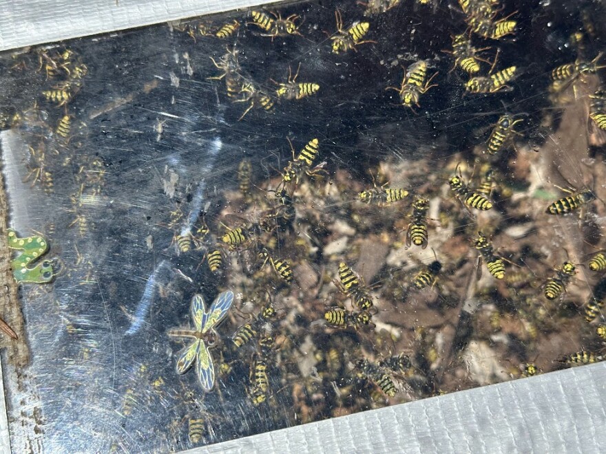 Yellow jackets inside box.