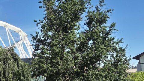 The Robin Hood Oak at the SUNY College of Environmental Science and Forestry in Syracuse.