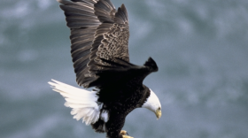eagle swooping down into a nest