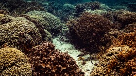A vibrant and highly-pigmented coral reefscape under non-stressful conditions in Kāne'ohe Bay on Oʻahu in 2021.