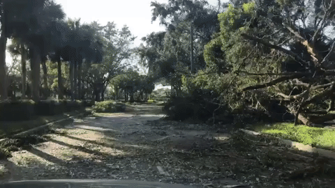 Felled trees along a northeast Collier County road just hours after Hurricane Irma