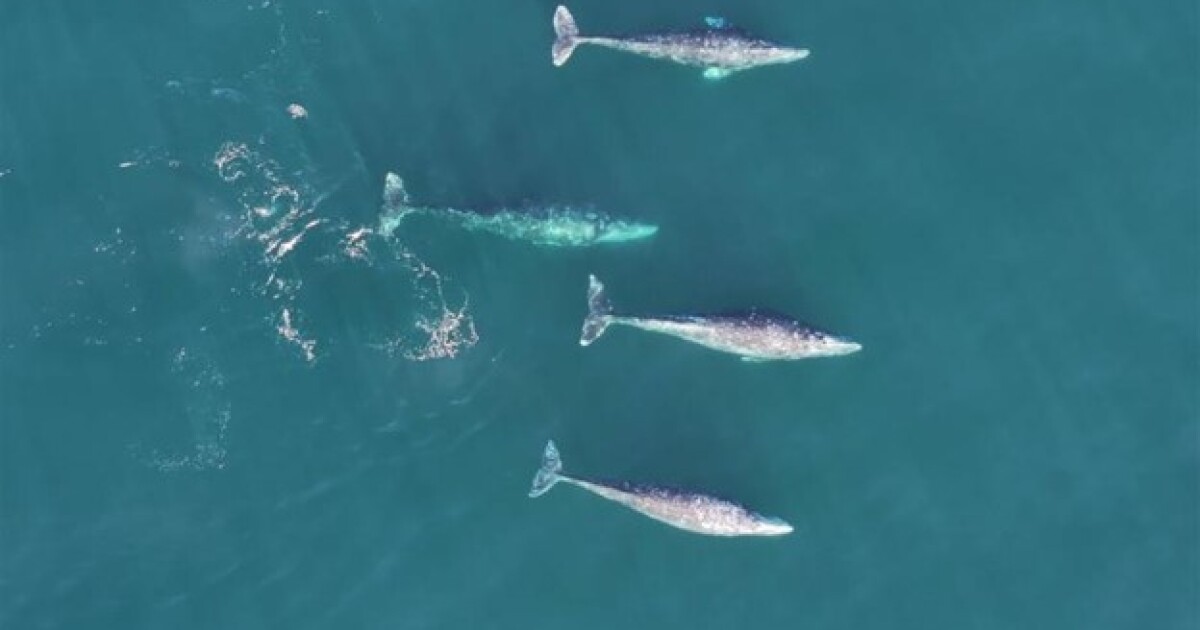 Newport symposium will bring researchers together to discuss unprecedented challenges to West Coast’s gray whales