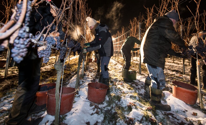 Making ice wine requires the grape to be picked and pressed at below-freezing temperatures, like in this vineyard in southern Germany. So, only a few places in the world — mainly Canada and Germany — produce it. But now, vineyards in frigid parts of the U.S., are making their own ice wine, giving Americans a chance to buy domestically produced bottles.