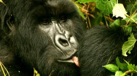 A Rwandan mountain gorilla licking a wound (via Wikimedia Commons)