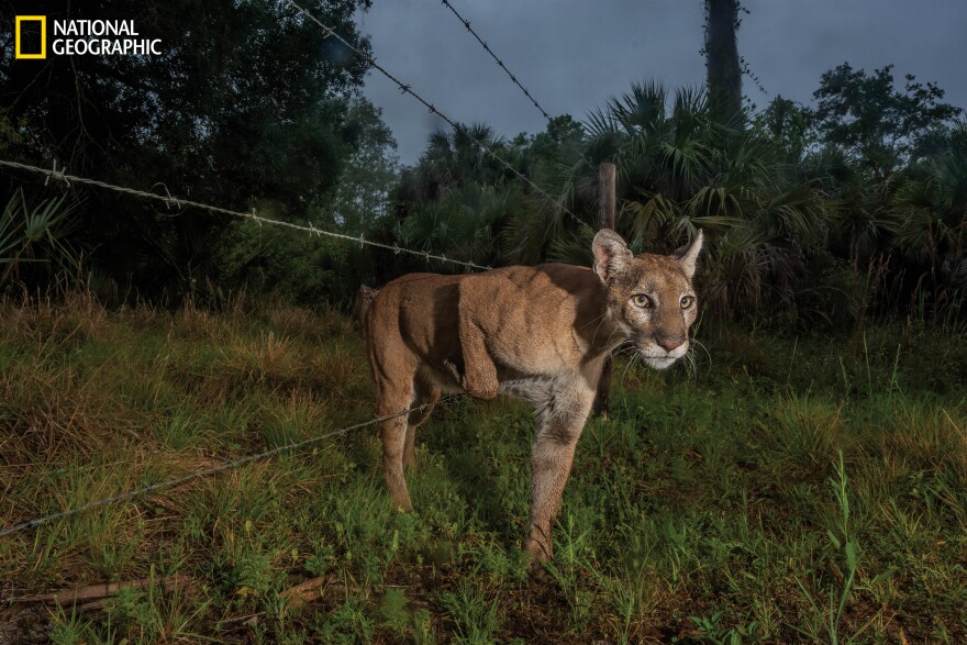 Story Of Florida Panther's Progress, Peril Featured In National