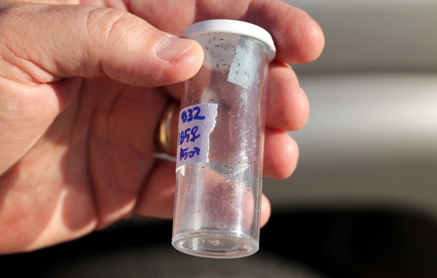 Researchers ship <em>Tamarixia Radiata</em>, a parasitic wasp, in chilled vials to keep them dormant.