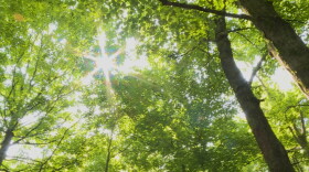 Trees in the heart of the Yellowwood Backcountry Area.