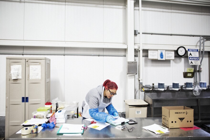 A worker at the plant pulls garlic samples for testing. The Christopher Ranch company saw demand for its garlic grow amid U.S. tariffs on Chinese garlic.