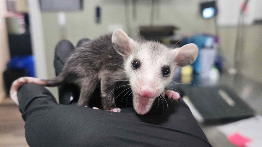 A baby opossum held in a gloved hand "smiles" (hisses). 