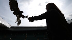 Imogen Davis catches Rufus, a Harris hawk, in the stands above Centre Court at Wimbledon. Rufus scares off pigeons who try to eat the ryegrass on the tennis courts.